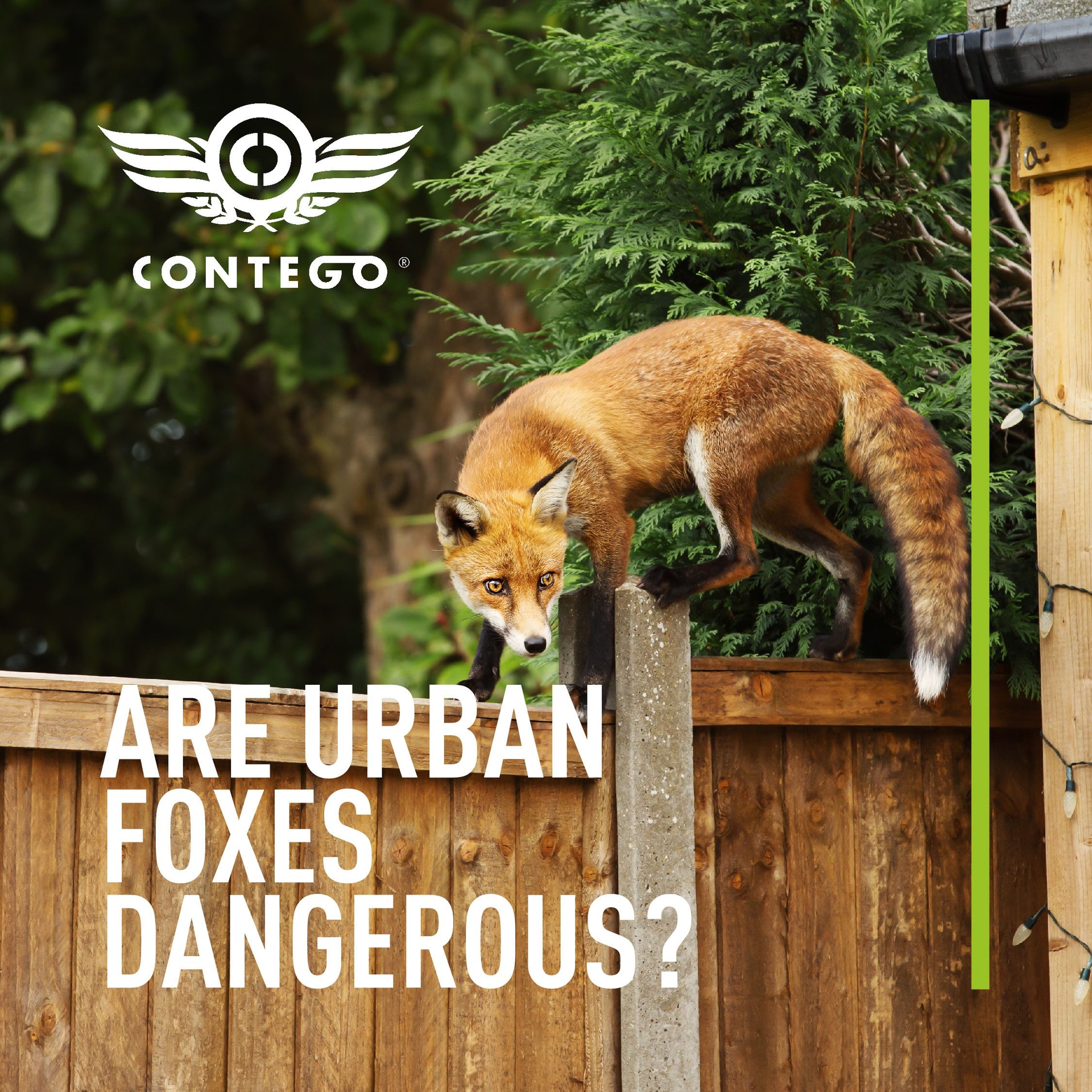 Are Urban Foxes Dangerous?