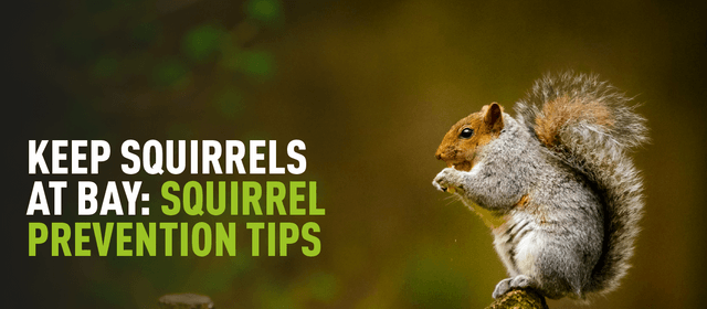 Keep Squirrels at Bay: Squirrel Prevention Tips