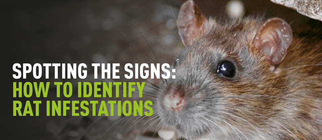 Spotting The Signs: How To Identify Rat Infestations
