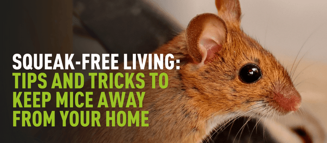 Squeak-Free living: Tips and Tricks to keep mice away from your home