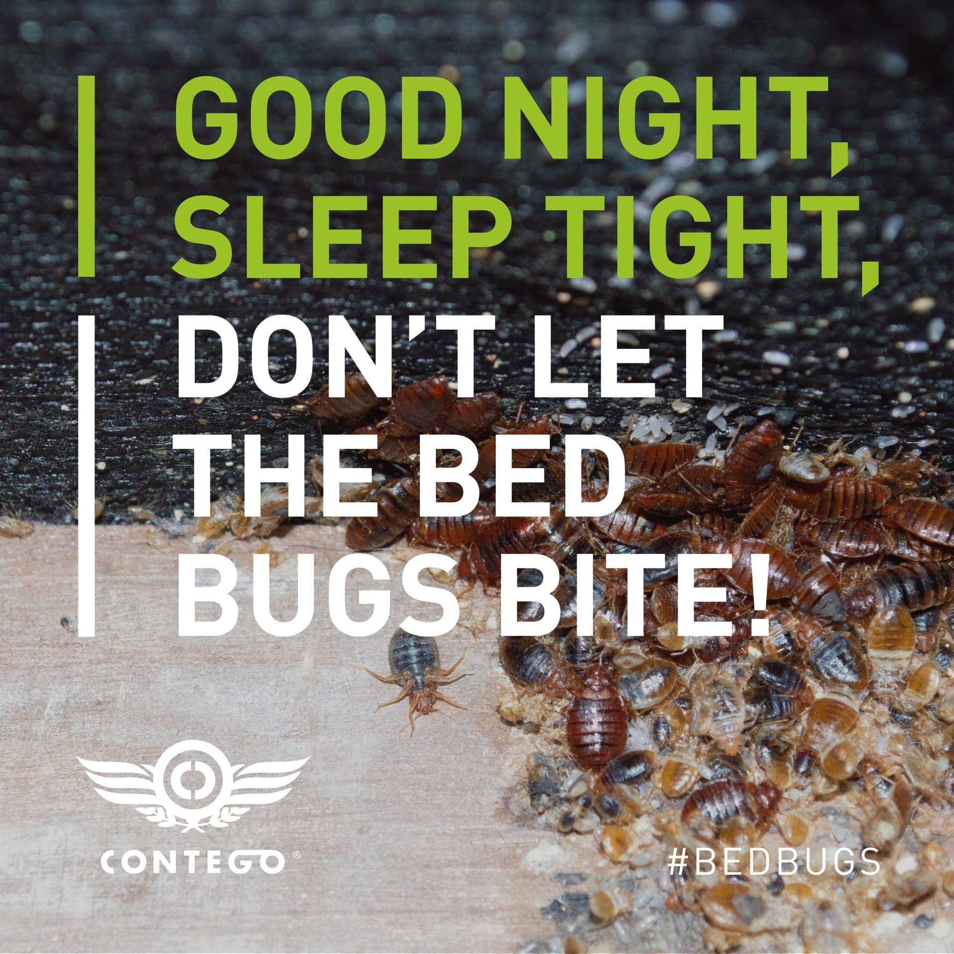 Good Night, Sleep Tight, Don’t Let The Bed Bugs Bite!