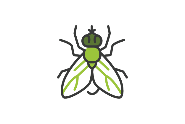 Vector illustration of a fly