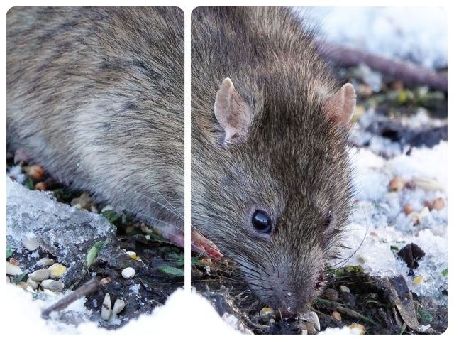 Photograph of a rat on a snowy ground