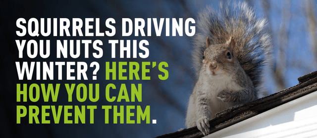 A photograph of a squirrel sat on a roof ledge, overlaying text reads "Squirrels driving you nuts this winter? Here's how you can prevent them"
